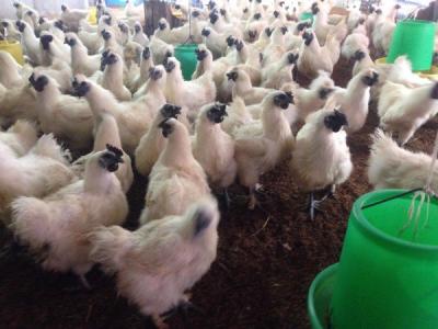 Cập nhật giá gà ác thương phẩm Tiền Giang