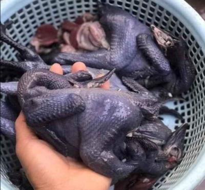 Cung cấp gà ác giá sỉ cho các tiệm gà tiềm tại Thành Phố Hồ Chí Minh