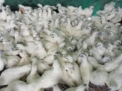 Cung cấp gà ác tươi tìm thuốc bắc - Tươi sống chất lượng uy tín