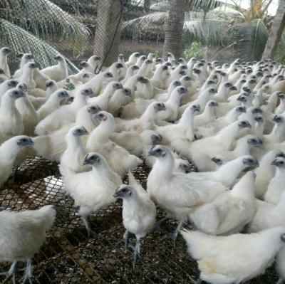 ĐẶC ĐIỂM NHẬN BIẾT GÀ ÁC