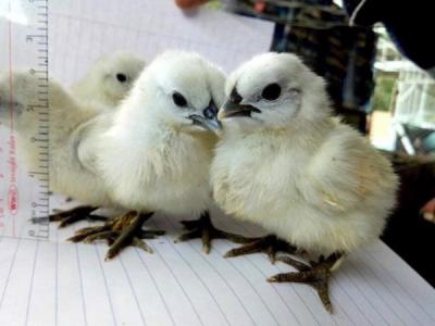 địa chỉ bỏ sỉ gà ác hot nhất Tiền Giang