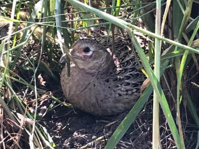 Dụng Cụ Cần Thiết Cho Việc Nuôi Chim Trĩ