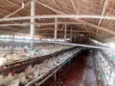 Gà ác tiềm thuốc bắc giá bao nhiêu bán ở đâu