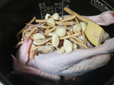 Tìm đại lý, nhà phân phối gà ác tiềm, bồ câu tiềm